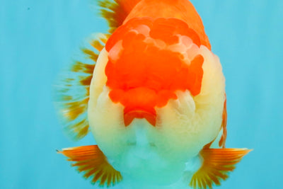 AAA Grade Godzilla Red White Yuanbao Female 5-5.5 inches #030626YB_12