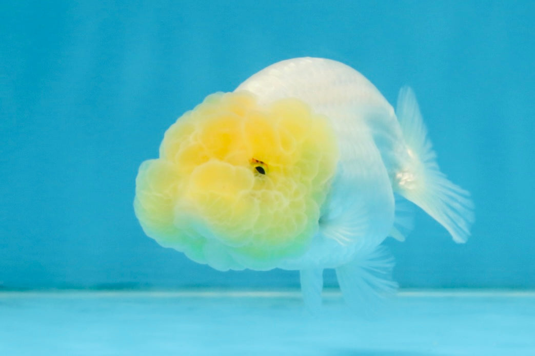 CLOUDY A Grade White LionQueen 3.5 inches #112825LC_03