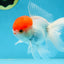 A Grade Little Tomato Cap Red Cap Oranda Male 4-4.5 inches #062025OR_18