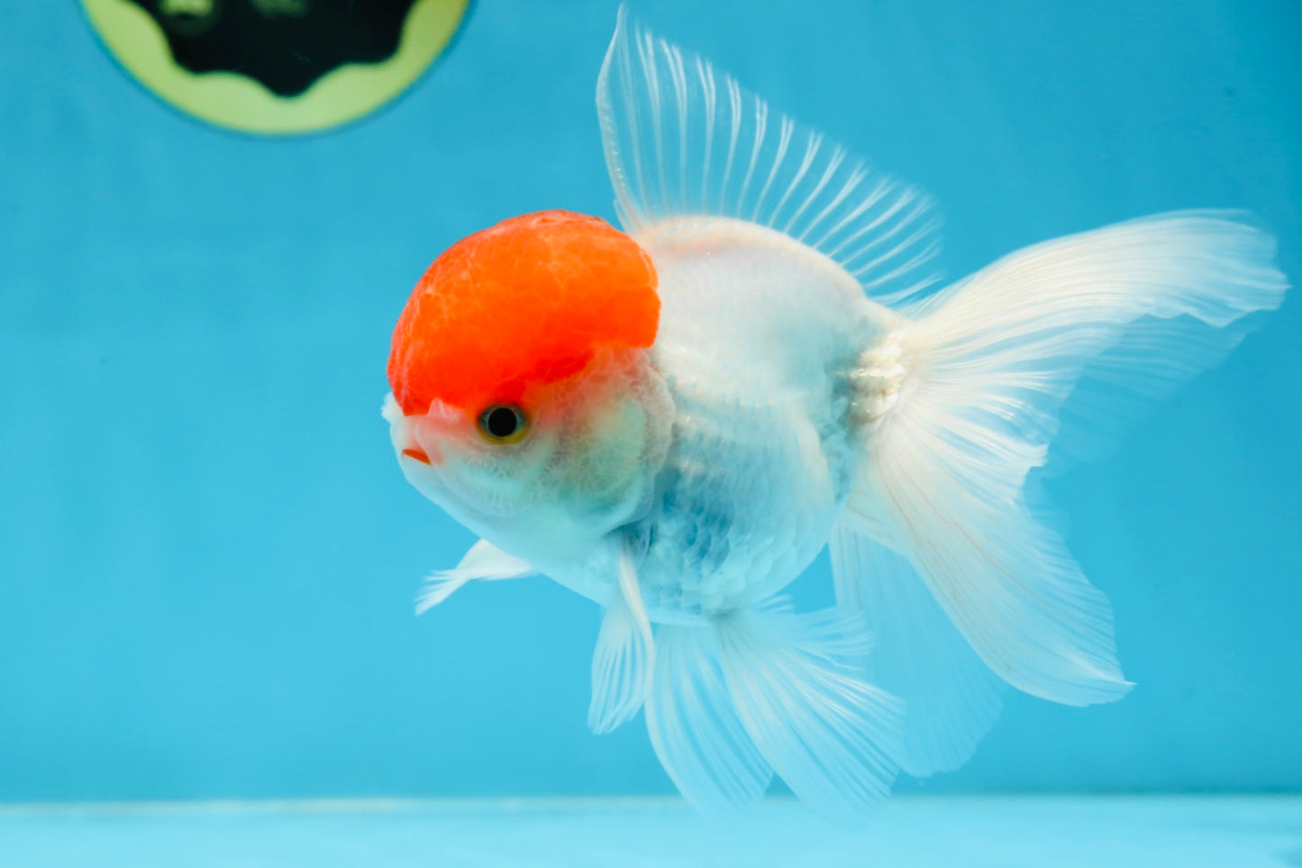 A Grade Little Tomato Cap Red Cap Oranda Male 4-4.5 inches #062025OR_18