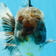 AAA Grade JUMBO Godzilla Kirin Oranda Male 5.5-6 inches #101725OR_24