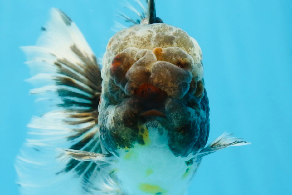 AAA Grade JUMBO Godzilla Kirin Oranda Male 5.5-6 inches #101725OR_24