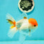 A Grade Chubby Tricolor Red Head Oranda Male 4.5-5 inches #1018OR_21