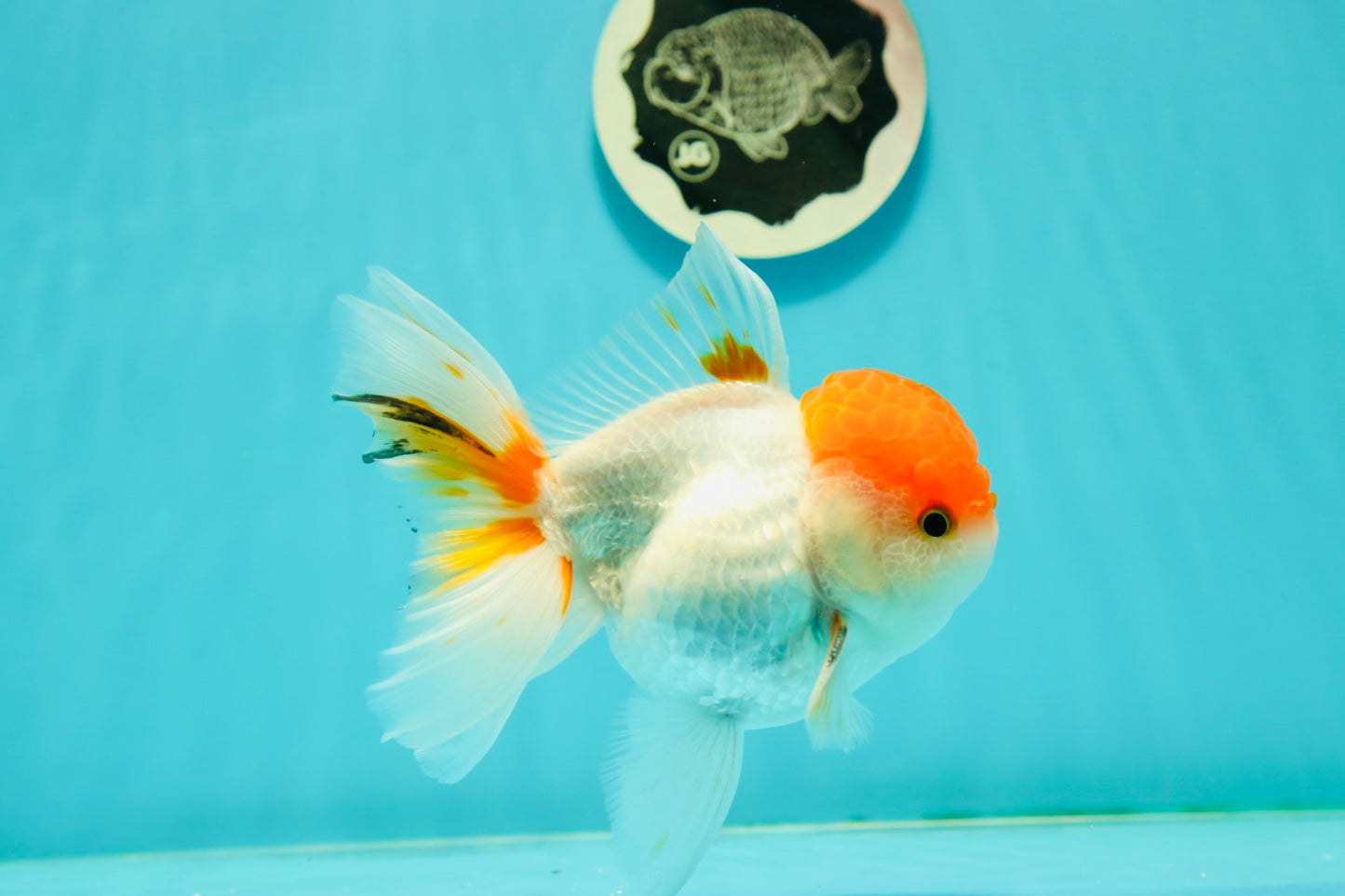 A Grade Chubby Tricolor Red Head Oranda Male 4.5-5 inches #1018OR_21