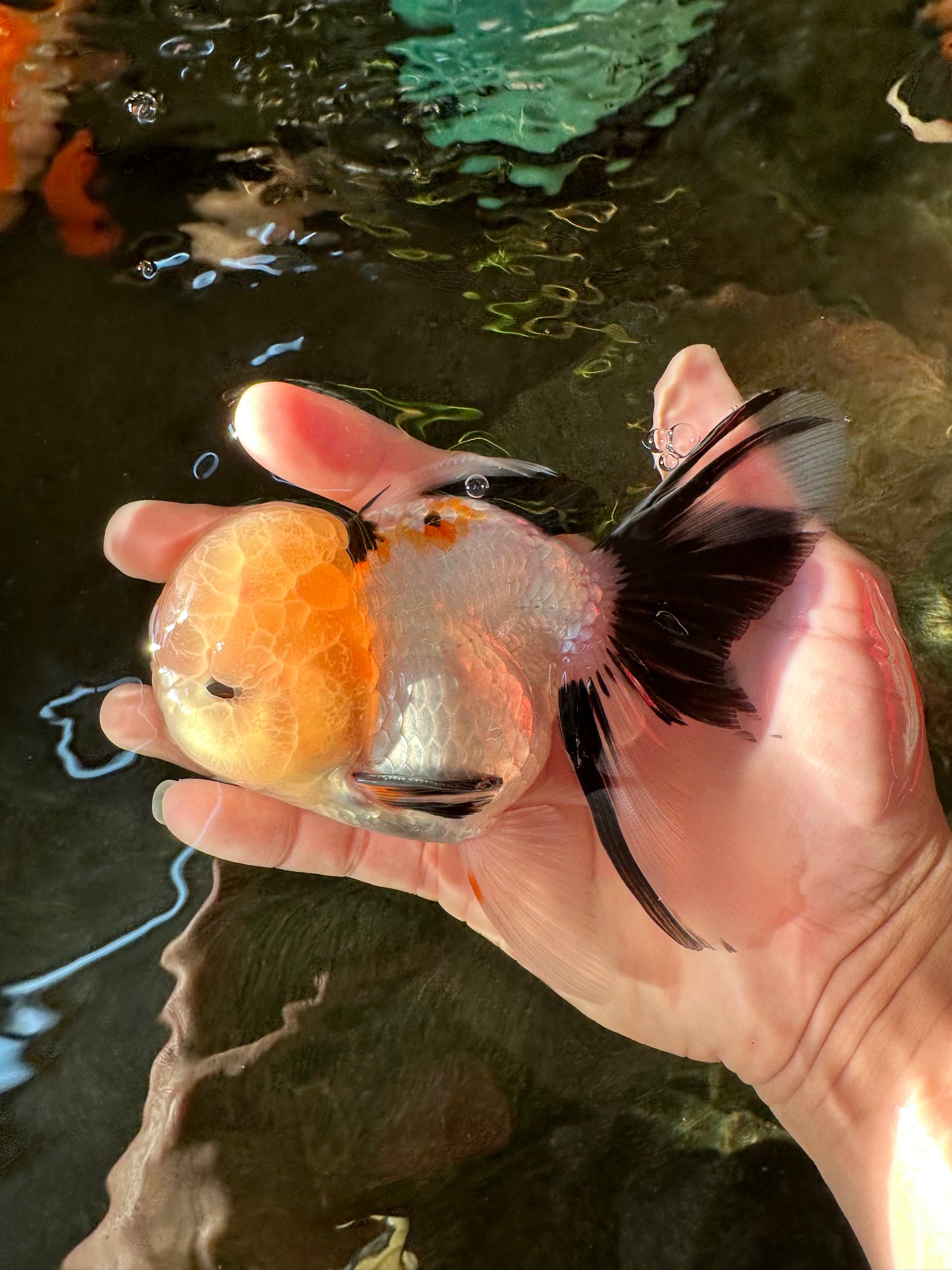 A Grade Gorgeous Lemonhead Oranda Male 5 inches #110824OR_17