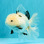 White Oranda Female 6-6.5 inches #032026OR_05