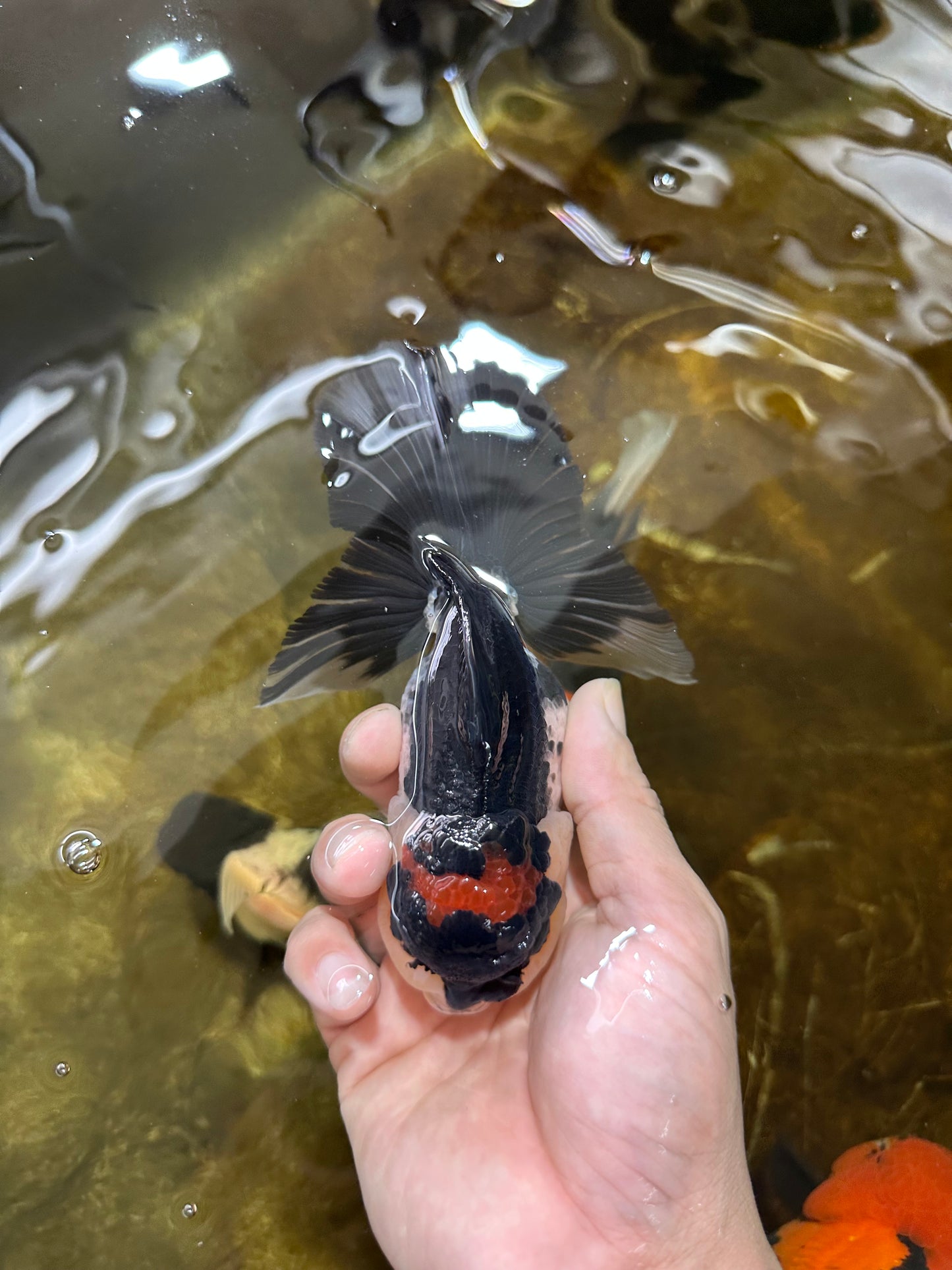 A Grade Tricolor Button Eyes Oranda Male 5.5 inches #080825OR_06