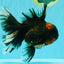 CHONKY A Grade Tiger Oranda Male 7 inches #082126OR_16