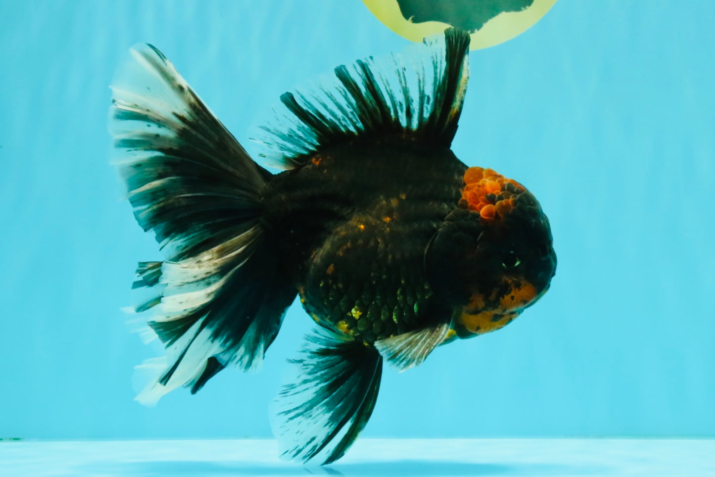 CHONKY A Grade Tiger Oranda Male 7 inches #082126OR_16