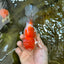 AAA Grade Godzilla Sakura Button Eyes Oranda Male 5-5.5 inches #052325_10