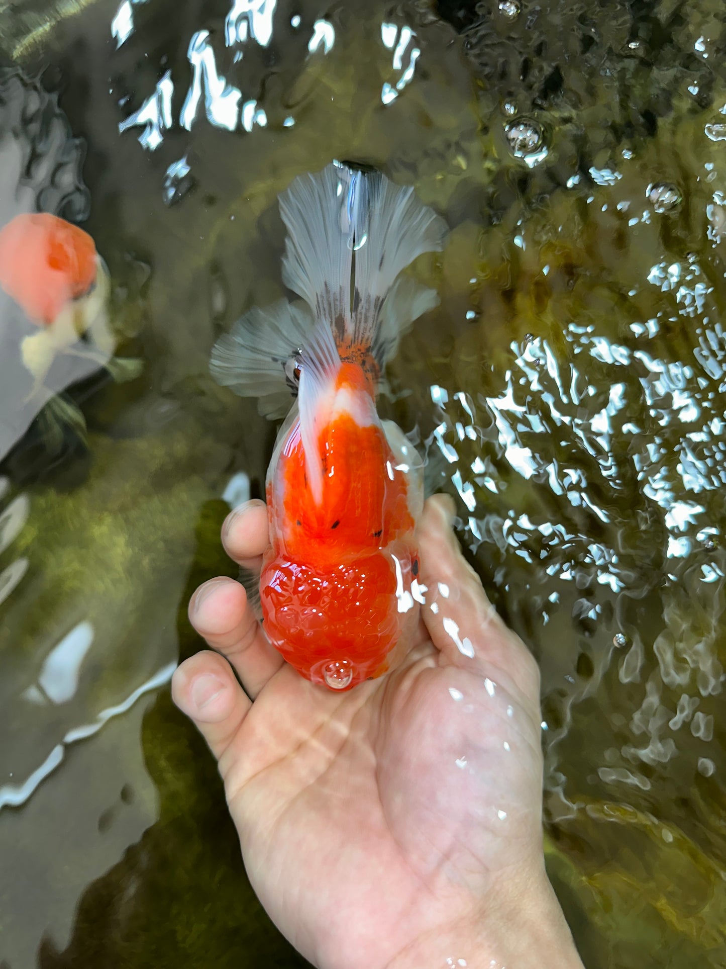 AAA Grade Godzilla Sakura Button Eyes Oranda Male 5-5.5 inches #052325_10