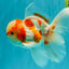 A  Grade Kohaku Red White Oranda Male 5.5-6 inches #082126OR_06