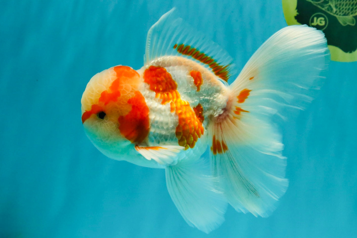 A  Grade Kohaku Red White Oranda Male 5.5-6 inches #082126OR_06