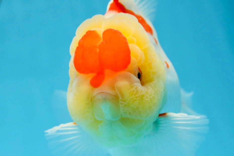 AAA Grade Godzilla Red White Oranda Female 6.5 inches #081525OR_14