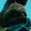 A Grade Black Oranda Male 5 inches #102326OR_13