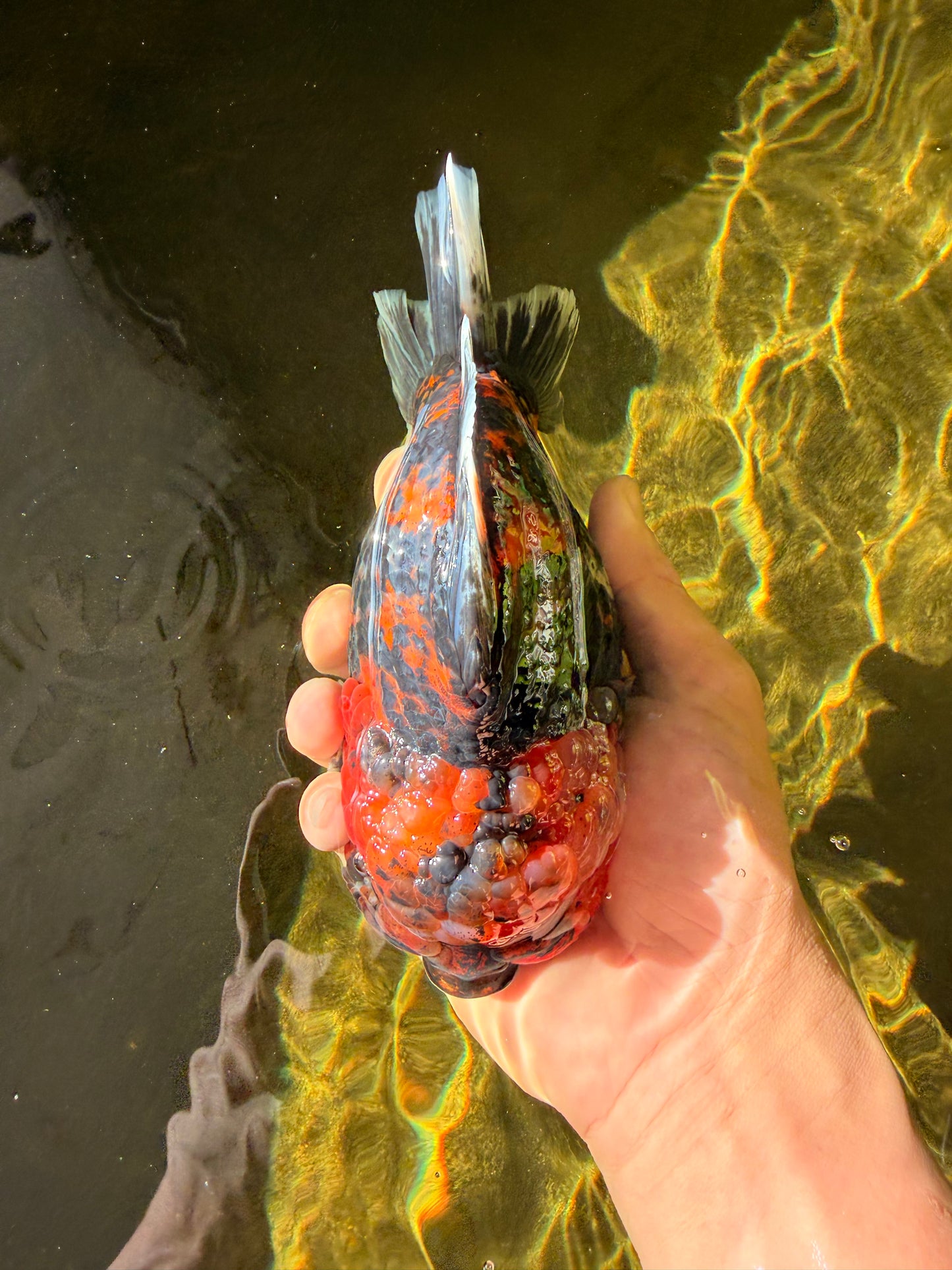 CHONKY AAA Grade Tiger Yuanbao Male 6 inches #032026YB_24