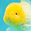 A  Grade White Oranda Male 6-6.5 inches #071026OR_27