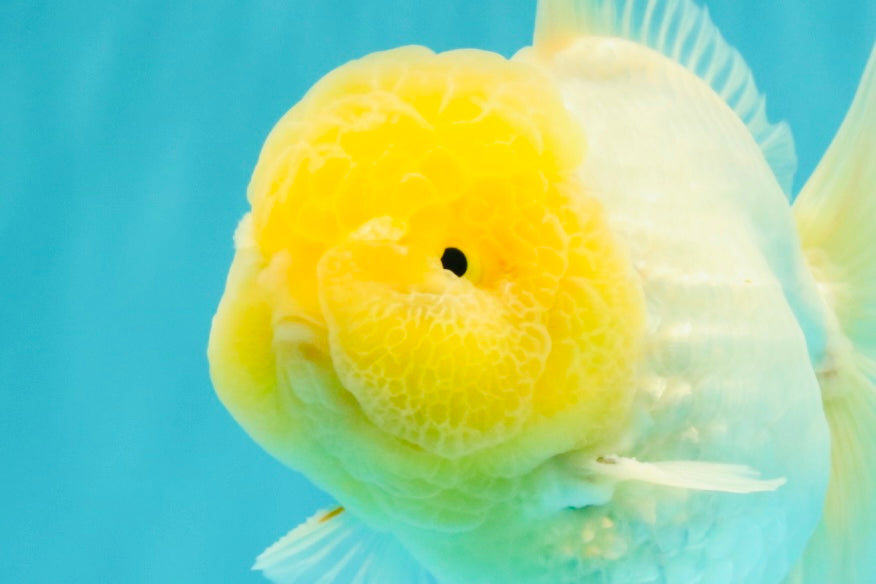 A  Grade White Oranda Male 6-6.5 inches #071026OR_27
