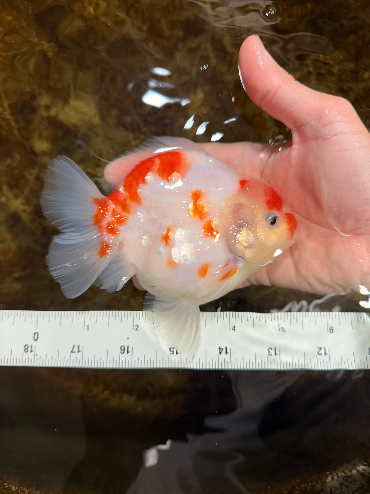 AAA Grade Godzilla Sakura Yuanbao Male 5-5.5 inches #112825YB_18