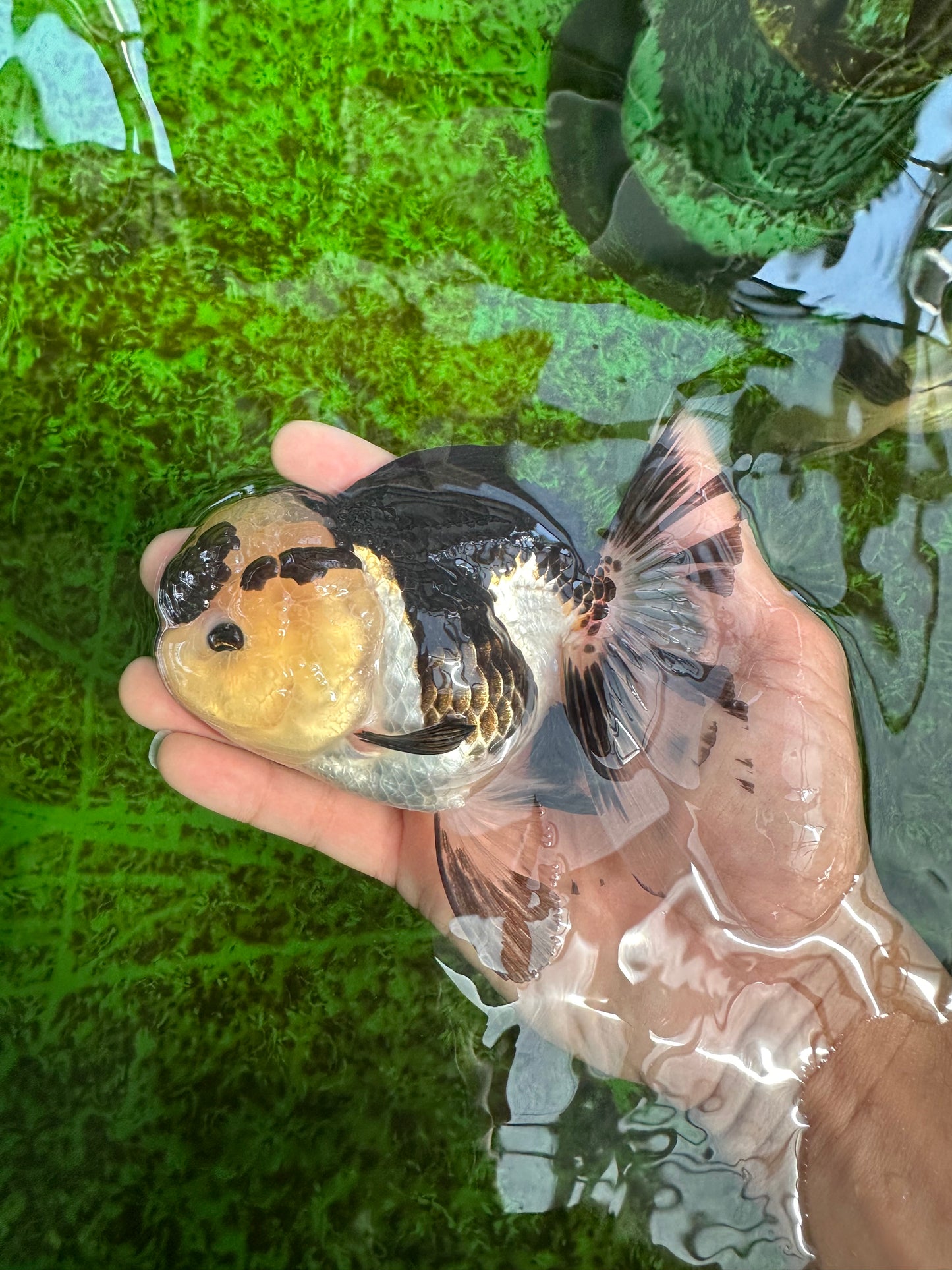 AAA Grade Panda Oranda Female 5.5 inches #1004OR_33