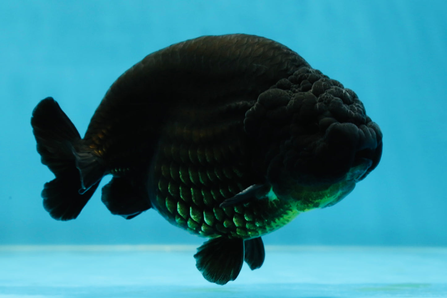 AAA Grade Strong Body Structure Godzilla Black Ranchu Male 5-5.5 inches #052325RC_15