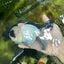 A Grade Panda Oranda Male 5.5-6 inches #053025OR_15
