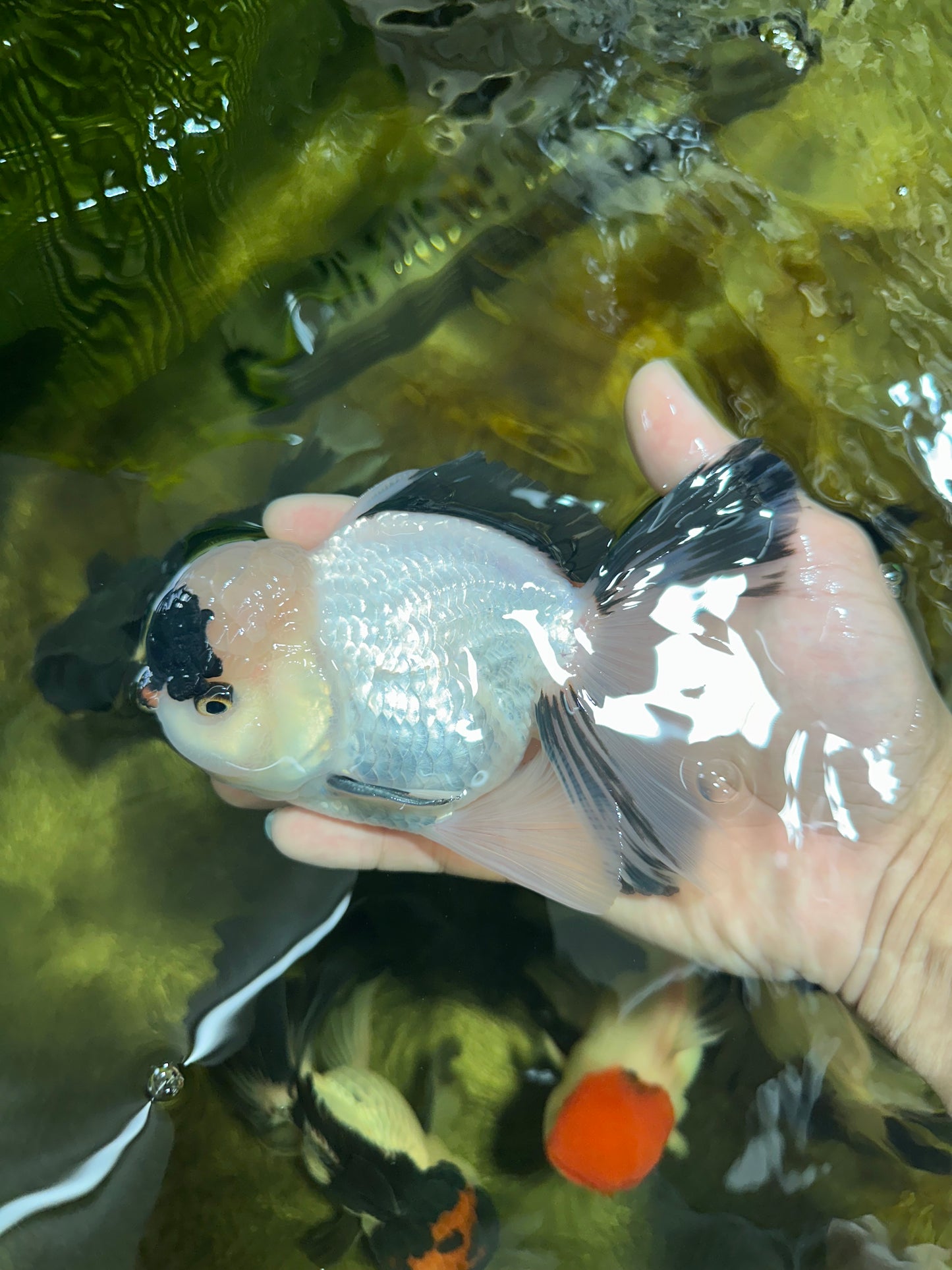 A Grade Panda Oranda Male 5.5-6 inches #053025OR_15