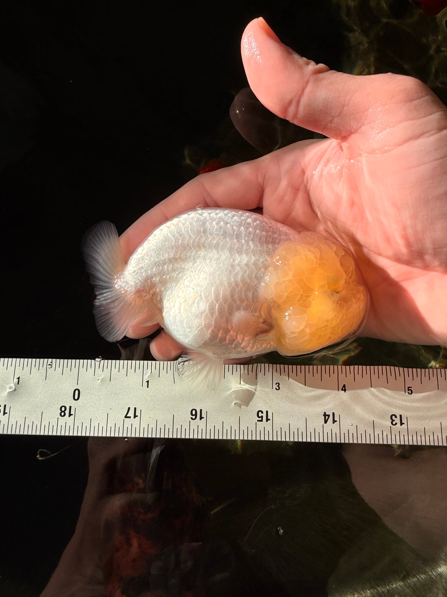 A Grade White LionQueen 4-4.5 inches #030626LC_02