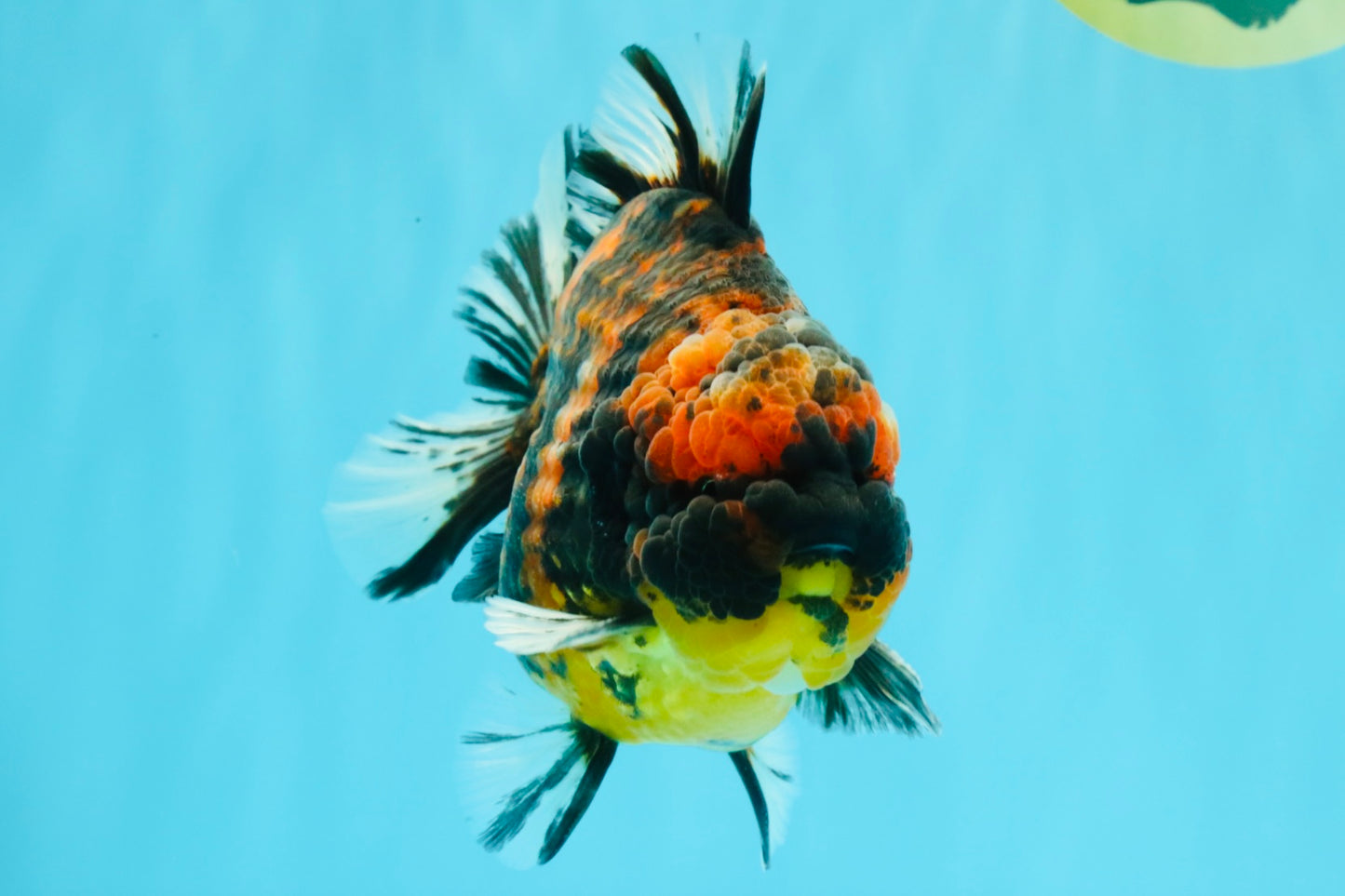 AAA Grade Godzilla Tiger Yuanbao Male 5.5 inches #030626YB_10