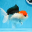 Red Head Tricolor Oranda Male 5.5 inches #0706OR_04