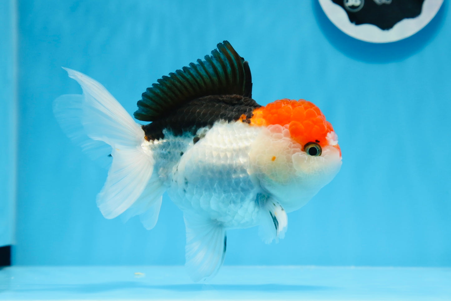 Oranda tricolor de cabeza roja, macho, 5,5 pulgadas, n.° 0706OR_04