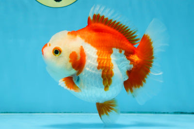 Red White Yuanbao Female 5 inches #091925YB_21