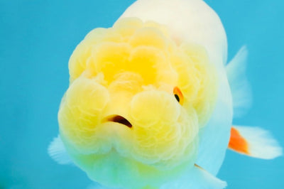 AAA Grade Young Lemonhead LionQueen 4 inches #101025LC_06