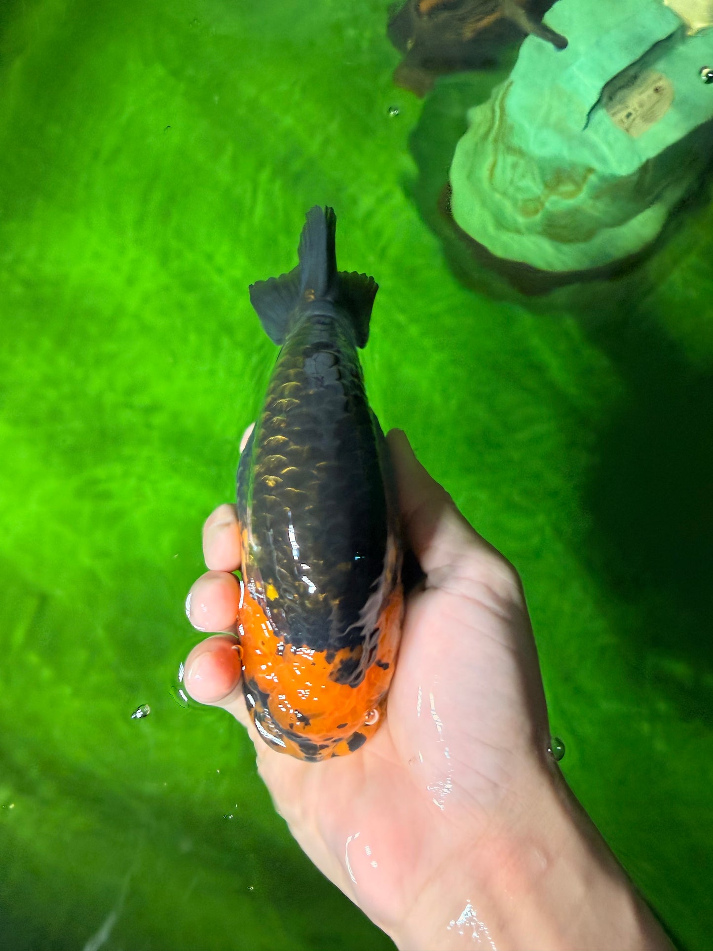 Chinese Apache Ranchu Male 6 inches #041026RC_22