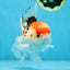 A Grade Tricolor Gem Oranda Male 5-5.5 inches #020725OR_29