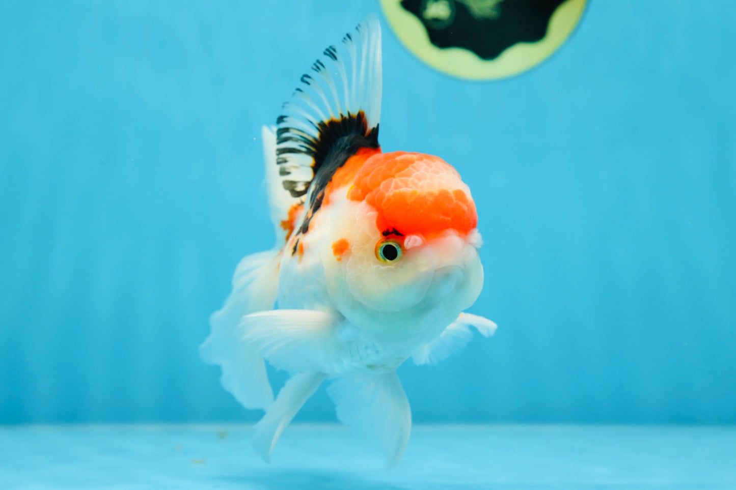 A Grade Tricolor Gem Oranda Male 5-5.5 inches #020725OR_29