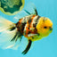 A Grade Sanke Oranda Male 6.5 inches #080726OR_20