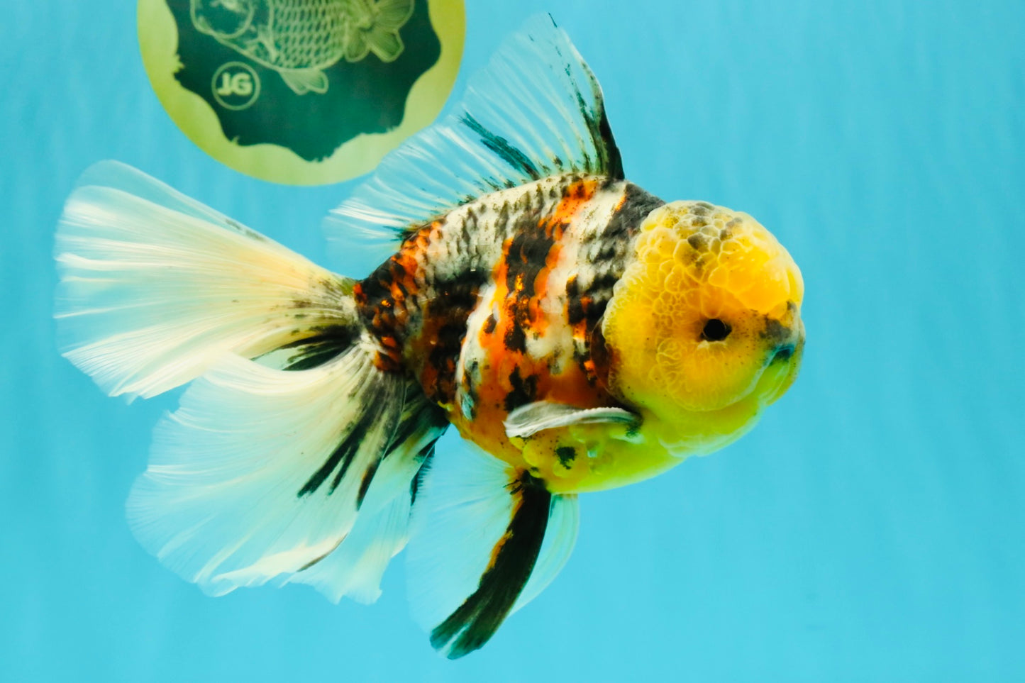 A Grade Sanke Oranda Male 6.5 inches #080726OR_20