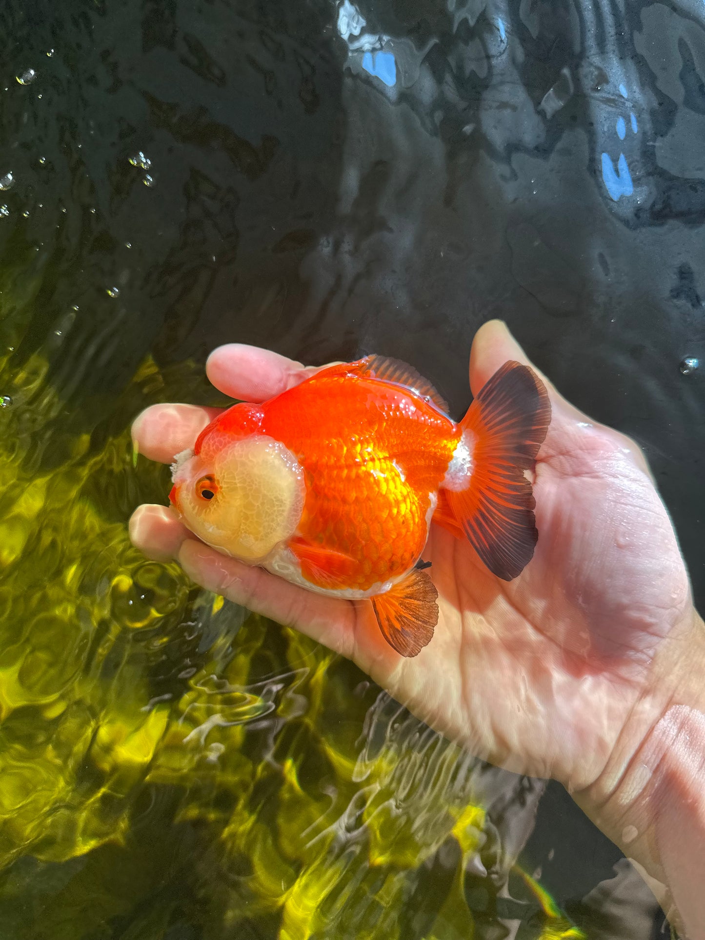 A Grade Pompom Tricolor Yuanbao Female 4-4.5 inches #050925YB_27