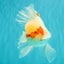 A Grade Red White Oranda Male 5.5 inches #062626OR_36