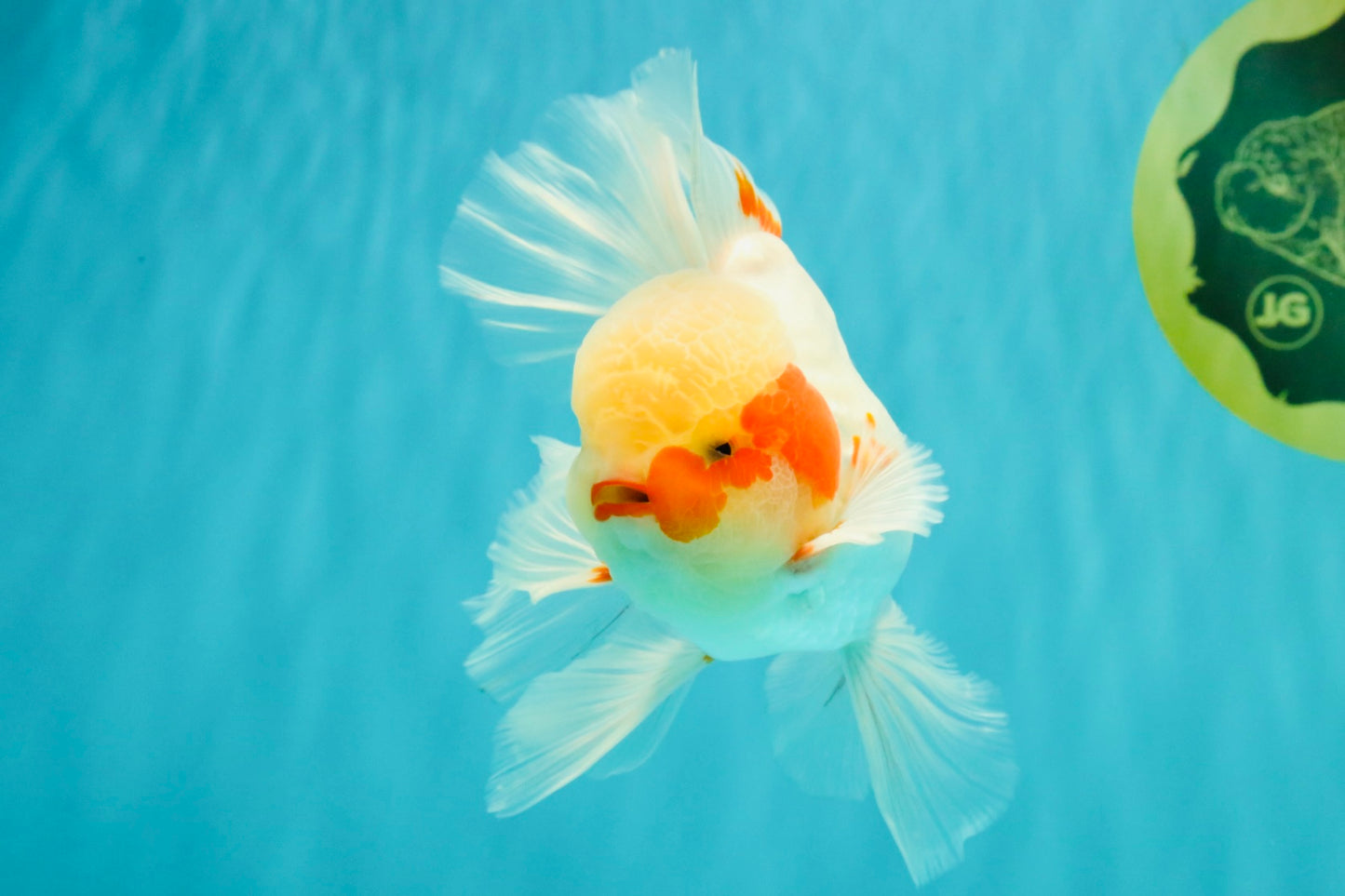 A Grade Red White Oranda Male 5.5 inches #062626OR_36