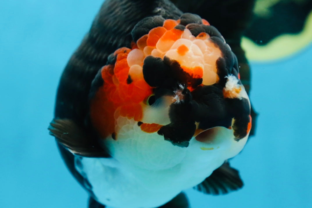 SHOW GRADE UNIQUE Godzilla Tricolor Yuanbao 5.5-6 inches #080825YB_888