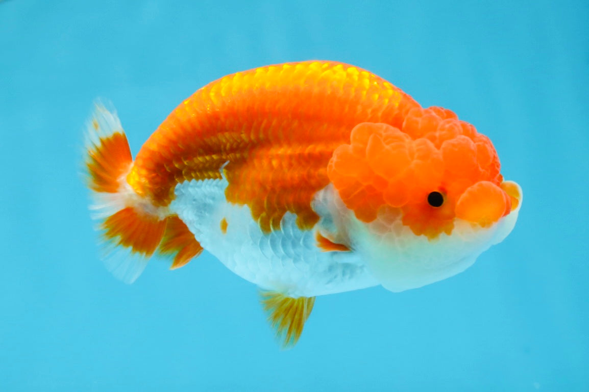 BIG WEN AAA Grade Red White LionQueen 4 inches #101725LC_06