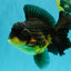 BATMAN A Grade Apache Oranda Male 6 inches #041726OR_12