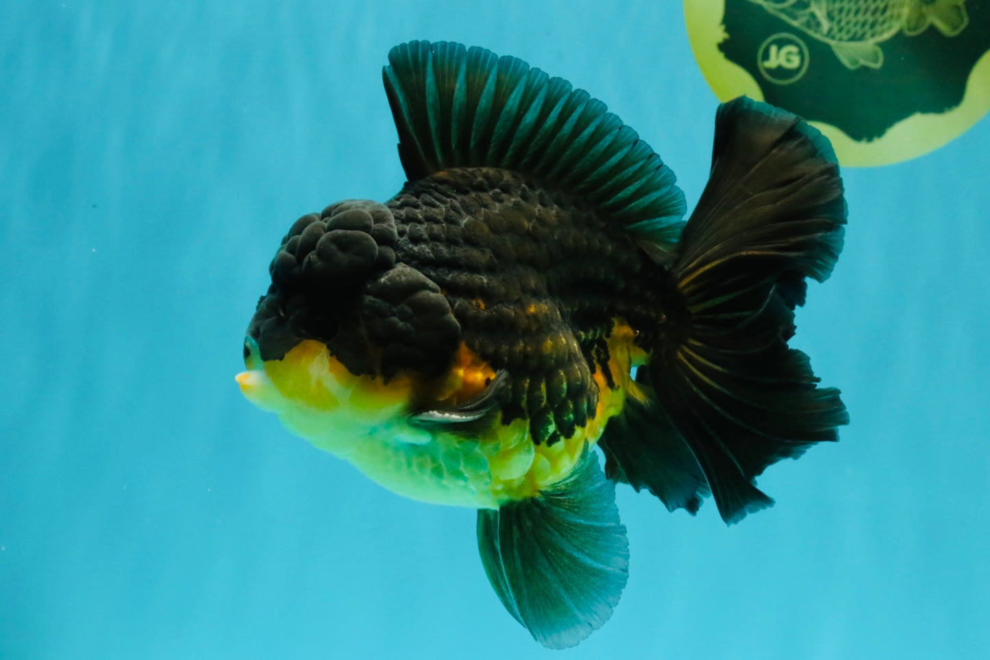 BATMAN A Grade Apache Oranda Male 6 inches #041726OR_12