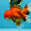 AAA Grade CHONKY Red White Oranda Male 5-5.5 inches #062025OR_16