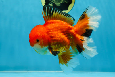 AAA Grade CHONKY Red White Oranda Male 5-5.5 inches #062025OR_16