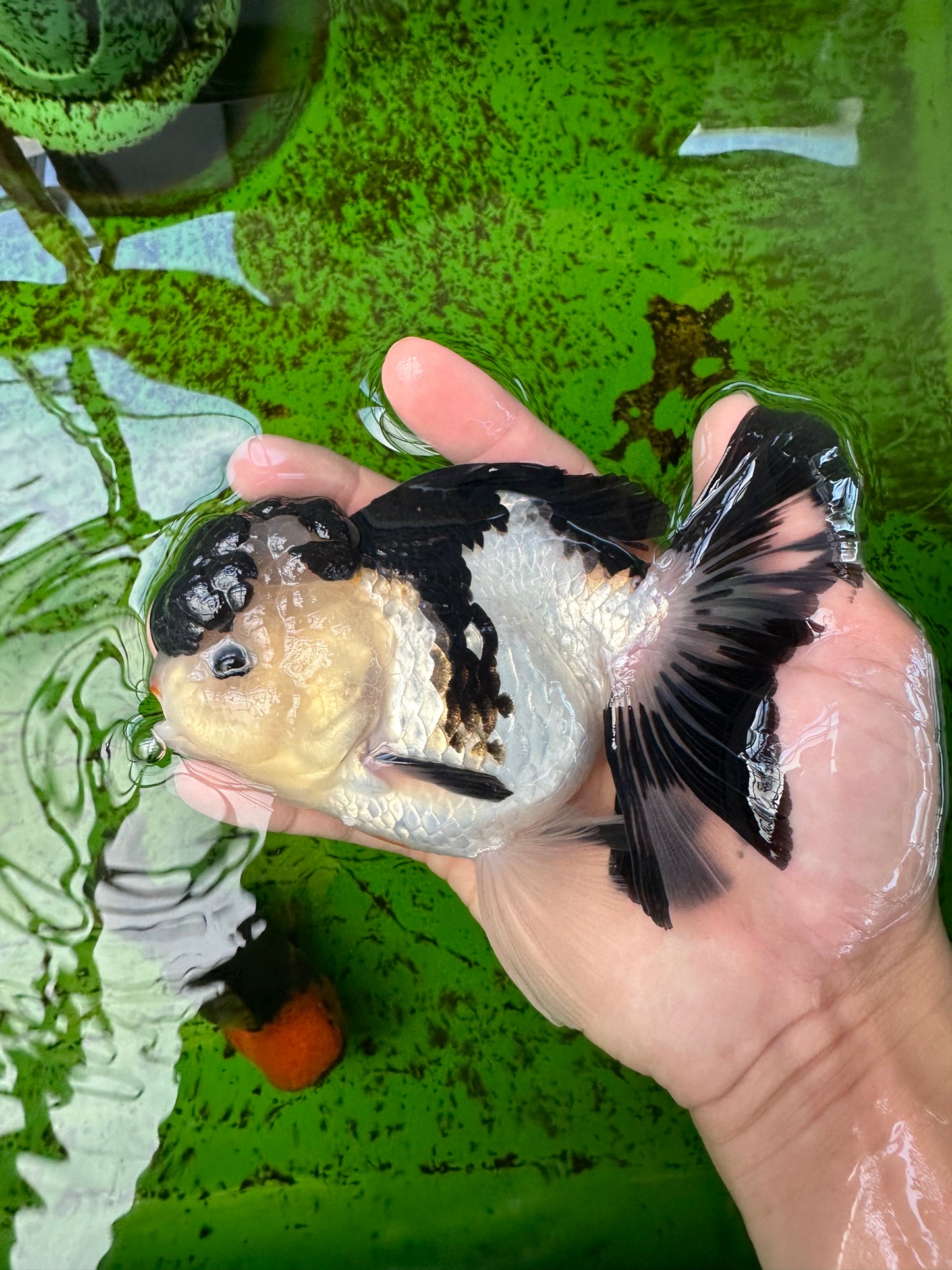 AAA Grade Tricolor Button Eyes Oranda Female 5.5 inches #0920OR_31