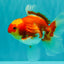 A Grade Red White Oranda Female 5.5 inches #071726OR_20