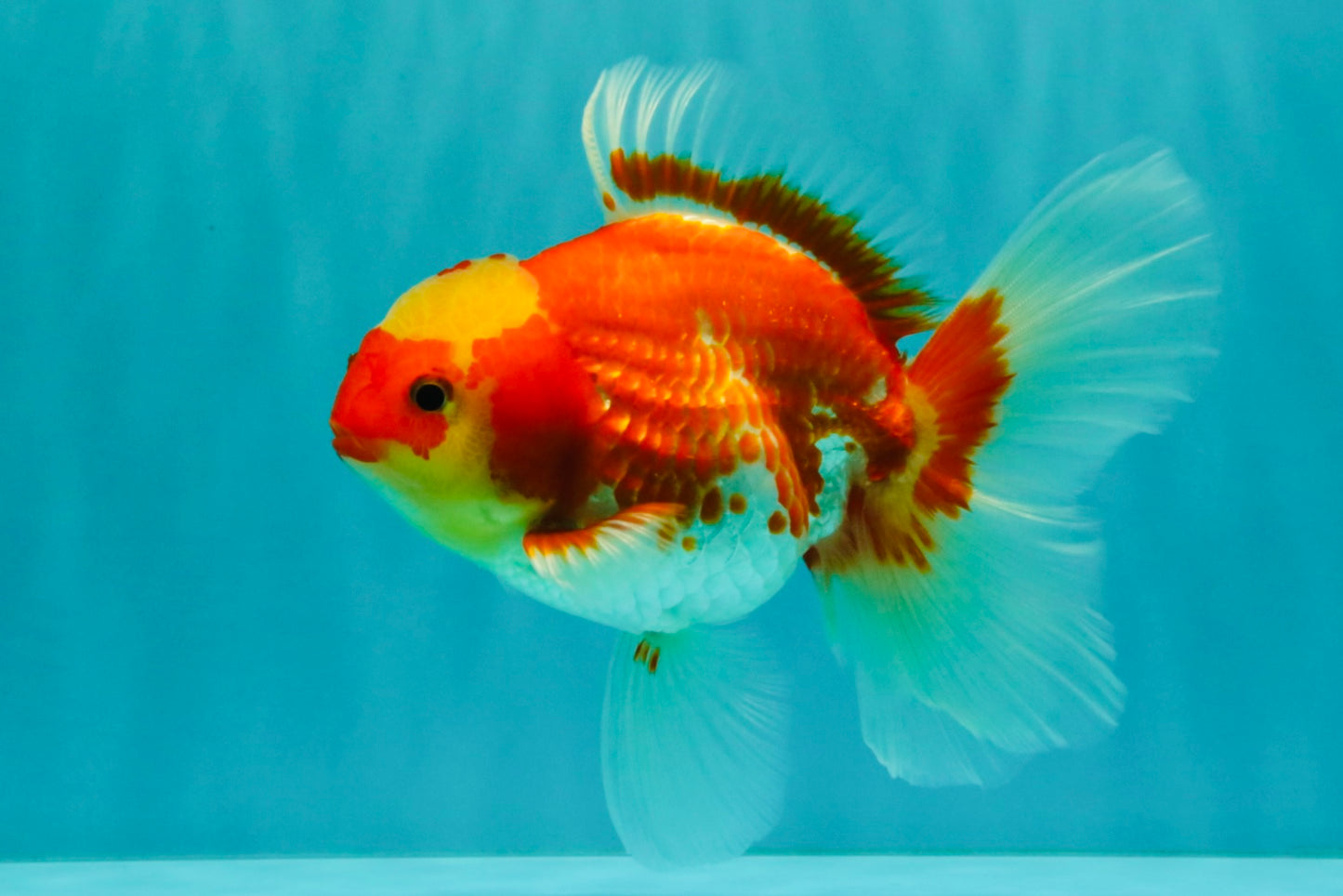 A Grade Red White Oranda Female 5.5 inches #071726OR_20